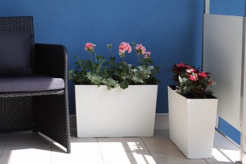 WERBENA RATTAN KREMOWY