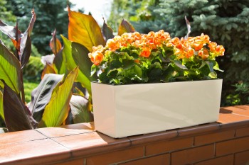 BEGONIA kremowy