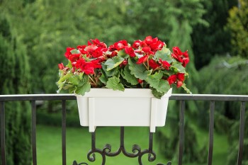 SKRZYNKA BALKONOWA LOBELIA kremowy nr 74.jpg