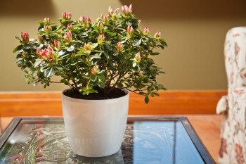 MAGNOLIA biała perła nr 54(1).jpg