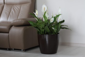 MAGNOLIA MOKKA NR 83.JPG
