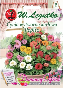 Domowy ogród cynia karłowa przód.png