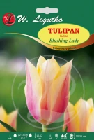 Tulipan Blushing Lady różowo-żółty 5 szt.