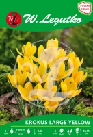 Krokus Large Yellow żółty 7 szt.