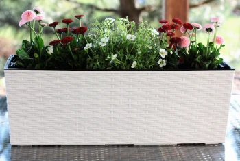 KWIETNIK BEGONIA RATTAN  KREMOWY