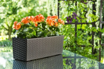 BEGONIA RATTAN mokka