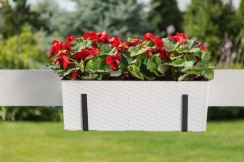 BEGONIA RATTAN