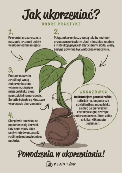 SZYBCIEJ UKORZENIAJ - jak ukorzeniać.png