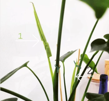 SPRAW BY SZYBCIEJ ROSŁY! Stymulator do roślin, PLANT Lover