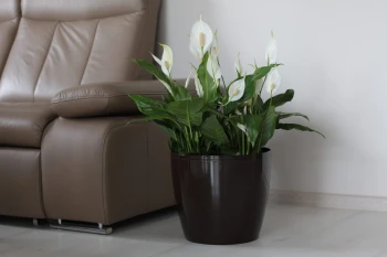 MAGNOLIA MOKKA NR 83.JPG