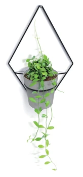 Showy_Hanger_IKSH1M_roslina_m.jpg