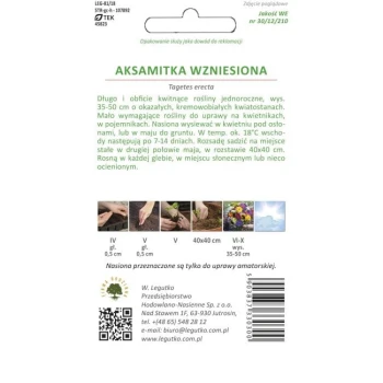 aksamitka-wzniesiona-kremowobiala (1).jpg