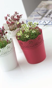 Lace-aranz 01.jpg